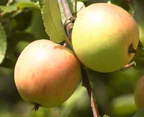 Яблоки и похудение